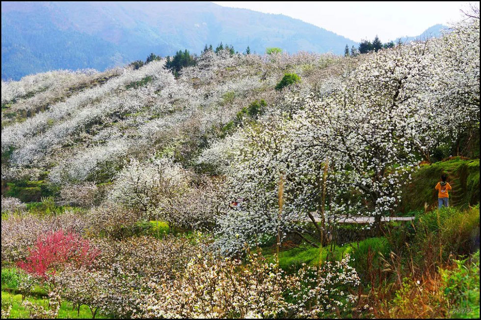 【春天,广西桂林灌阳县向您发出邀请!】我们在灌阳看梨花 - 游山玩水 - 双鸭山生活社区 - 双鸭山28生活网 sys.28life.com