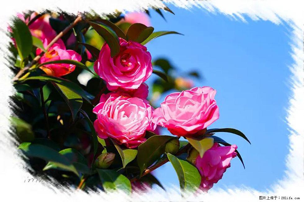 【春天,广西桂林灌阳县向您发出邀请!】杨柳井茶花惹人爱 - 游山玩水 - 双鸭山生活社区 - 双鸭山28生活网 sys.28life.com