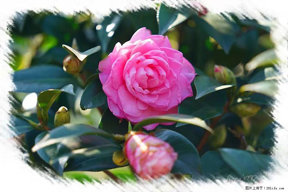 【春天,广西桂林灌阳县向您发出邀请!】杨柳井茶花惹人爱 - 游山玩水 - 双鸭山生活社区 - 双鸭山28生活网 sys.28life.com