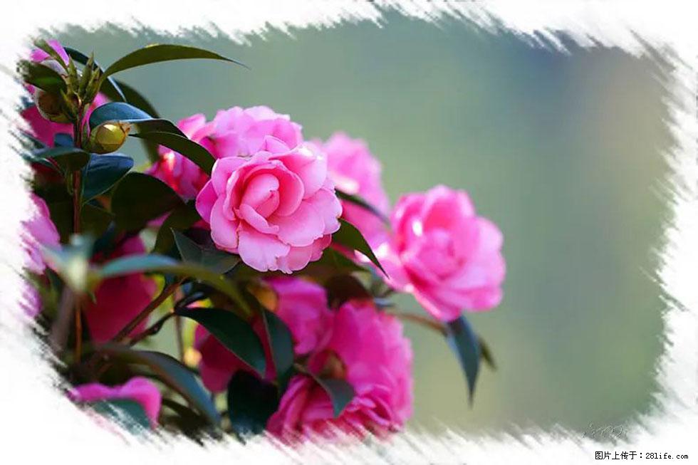 【春天,广西桂林灌阳县向您发出邀请!】杨柳井茶花惹人爱 - 游山玩水 - 双鸭山生活社区 - 双鸭山28生活网 sys.28life.com