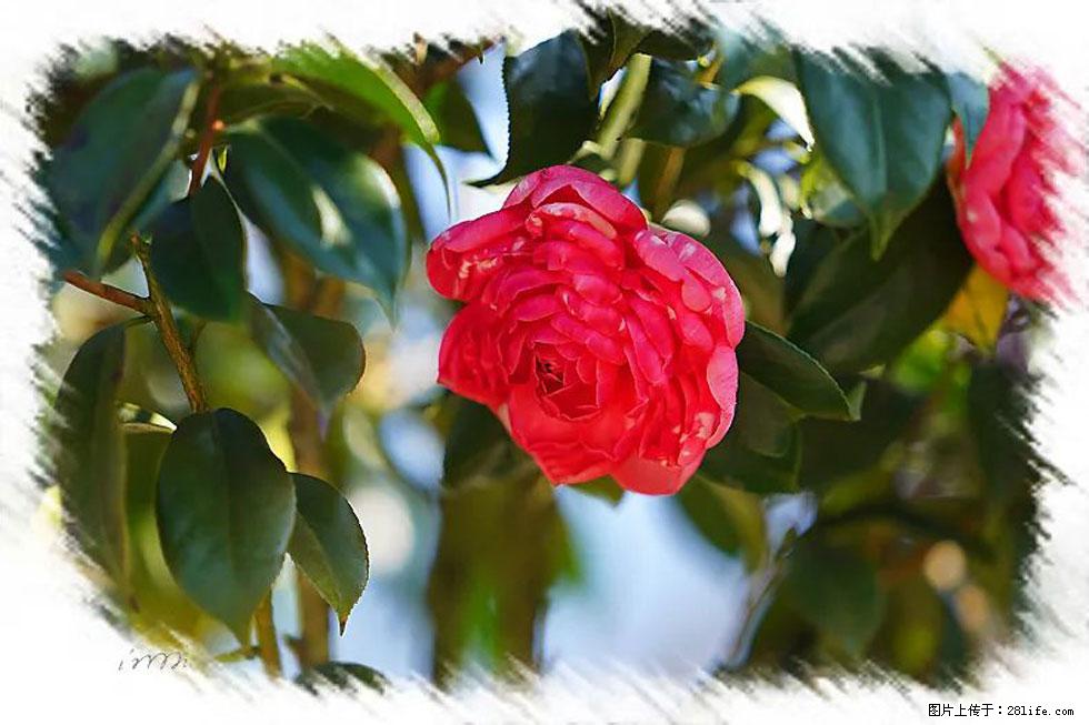 【春天,广西桂林灌阳县向您发出邀请!】杨柳井茶花惹人爱 - 游山玩水 - 双鸭山生活社区 - 双鸭山28生活网 sys.28life.com