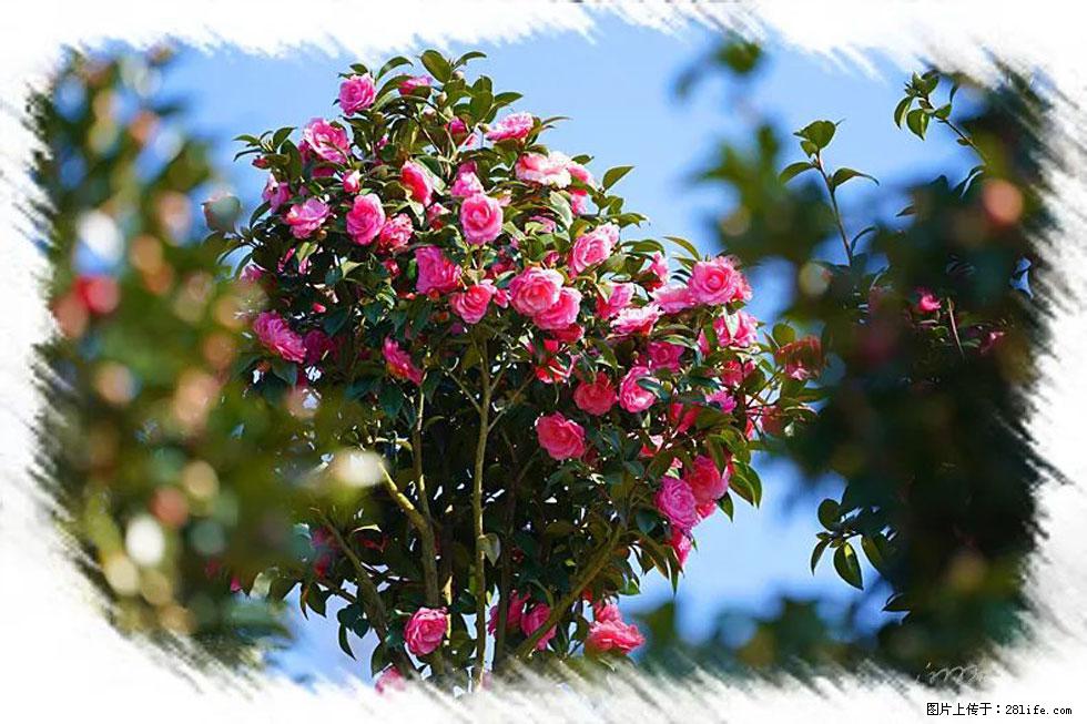 【春天,广西桂林灌阳县向您发出邀请!】杨柳井茶花惹人爱 - 游山玩水 - 双鸭山生活社区 - 双鸭山28生活网 sys.28life.com