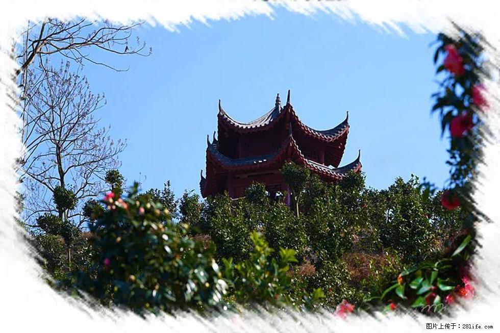 【春天,广西桂林灌阳县向您发出邀请!】杨柳井茶花惹人爱 - 游山玩水 - 双鸭山生活社区 - 双鸭山28生活网 sys.28life.com