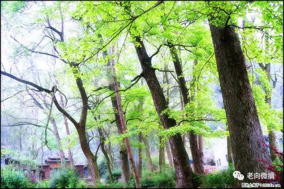【春天,广西桂林灌阳县向您发出邀请!】在小龙村与春天约会 - 游山玩水 - 双鸭山生活社区 - 双鸭山28生活网 sys.28life.com