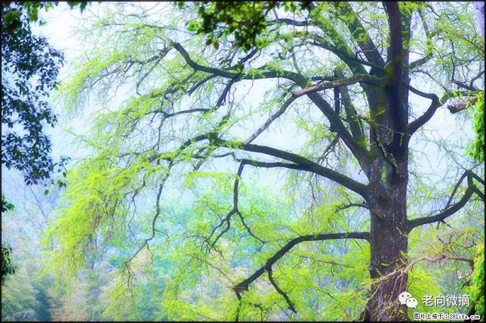 【春天,广西桂林灌阳县向您发出邀请!】在小龙村与春天约会 - 游山玩水 - 双鸭山生活社区 - 双鸭山28生活网 sys.28life.com