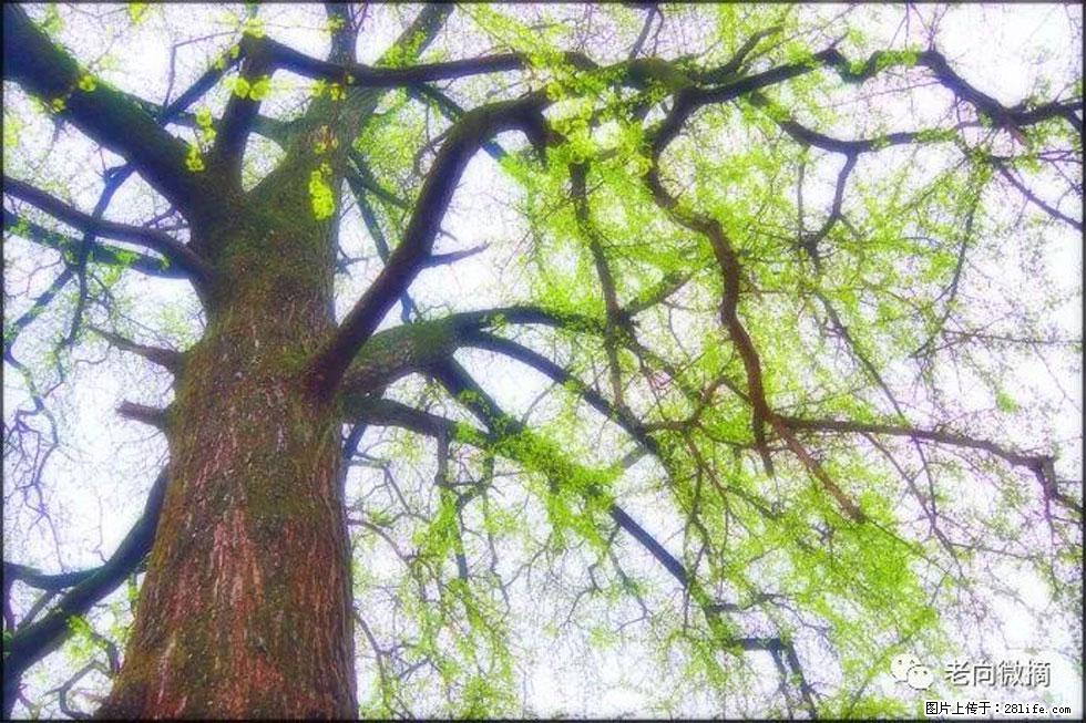 【春天,广西桂林灌阳县向您发出邀请!】在小龙村与春天约会 - 游山玩水 - 双鸭山生活社区 - 双鸭山28生活网 sys.28life.com