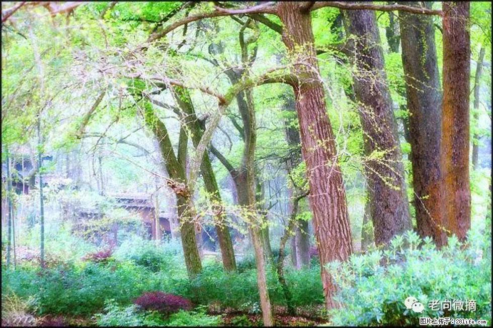 【春天,广西桂林灌阳县向您发出邀请!】在小龙村与春天约会 - 游山玩水 - 双鸭山生活社区 - 双鸭山28生活网 sys.28life.com