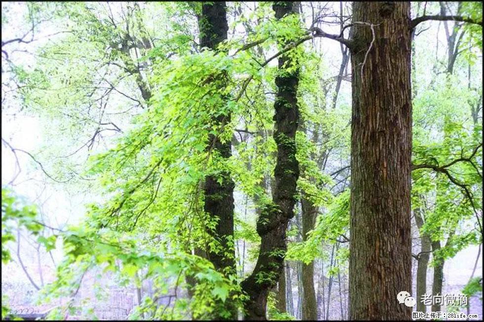 【春天,广西桂林灌阳县向您发出邀请!】在小龙村与春天约会 - 游山玩水 - 双鸭山生活社区 - 双鸭山28生活网 sys.28life.com