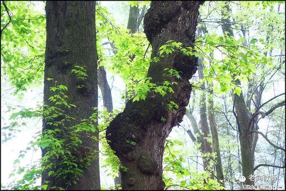 【春天,广西桂林灌阳县向您发出邀请!】在小龙村与春天约会 - 游山玩水 - 双鸭山生活社区 - 双鸭山28生活网 sys.28life.com