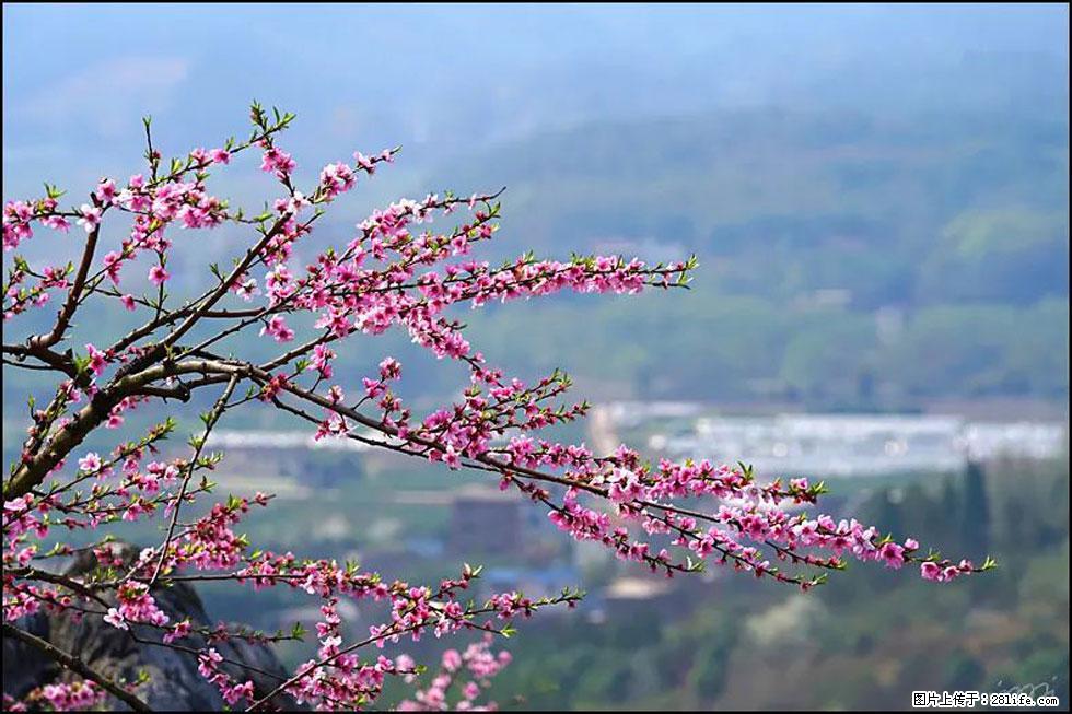 【春天,广西桂林灌阳县向您发出邀请!】望月岭上桃花开 - 游山玩水 - 双鸭山生活社区 - 双鸭山28生活网 sys.28life.com
