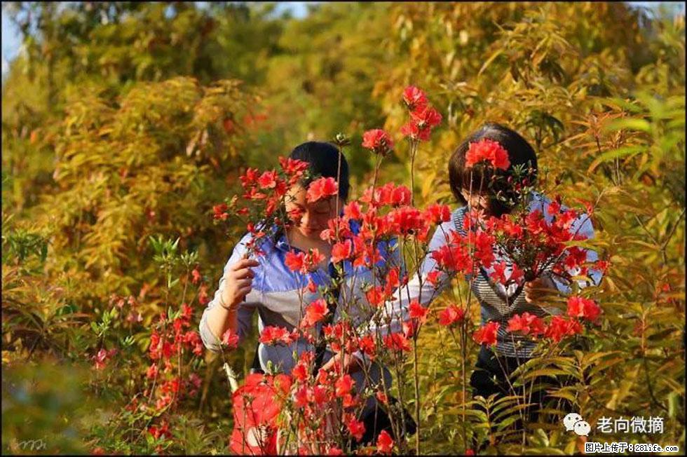 【春天，广西桂林灌阳县向您发出邀请！】登麒麟山，相约映山红 - 游山玩水 - 双鸭山生活社区 - 双鸭山28生活网 sys.28life.com