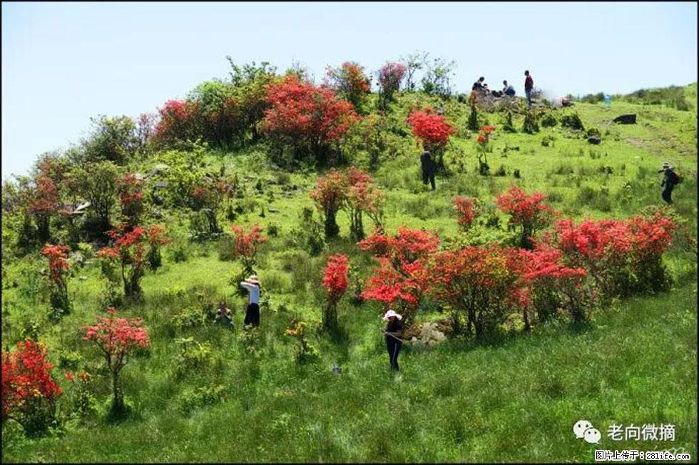 【春天，广西桂林灌阳县向您发出邀请！】宝盖山上映山红 - 游山玩水 - 双鸭山生活社区 - 双鸭山28生活网 sys.28life.com