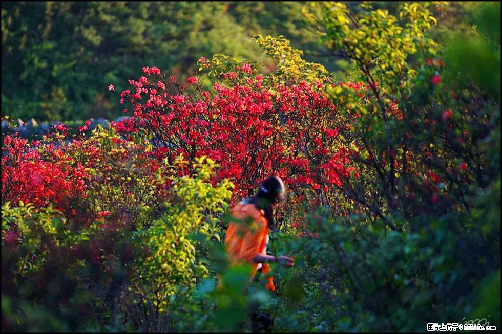 【春天，广西桂林灌阳县向您发出邀请！】春木界上映山红 - 游山玩水 - 双鸭山生活社区 - 双鸭山28生活网 sys.28life.com