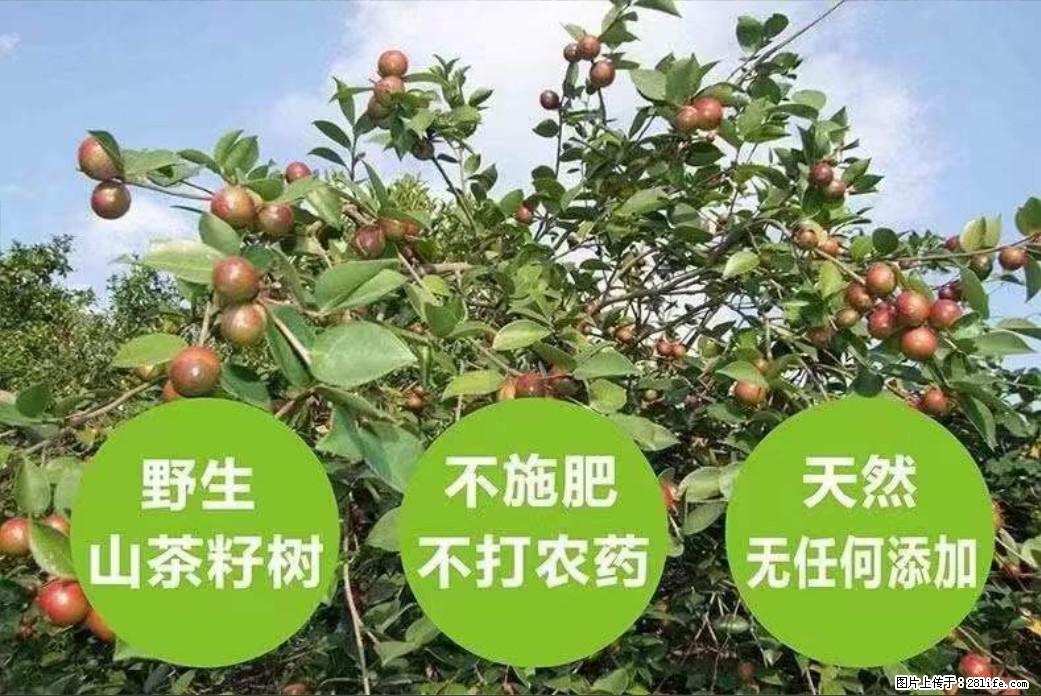 【灌阳县油茶产业示范区】一个有着充实的精神生活的人,对待身外之物自会有一种淡泊的态度 - 土特产 - 饮食特产 - 双鸭山分类信息 - 双鸭山28生活网 sys.28life.com