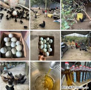 油茶园从小鸡仔开始养起的纯土鸡、土鸡蛋可以预定啦！还有前几天刚榨的纯山茶油哦 - 双鸭山28生活网 sys.28life.com