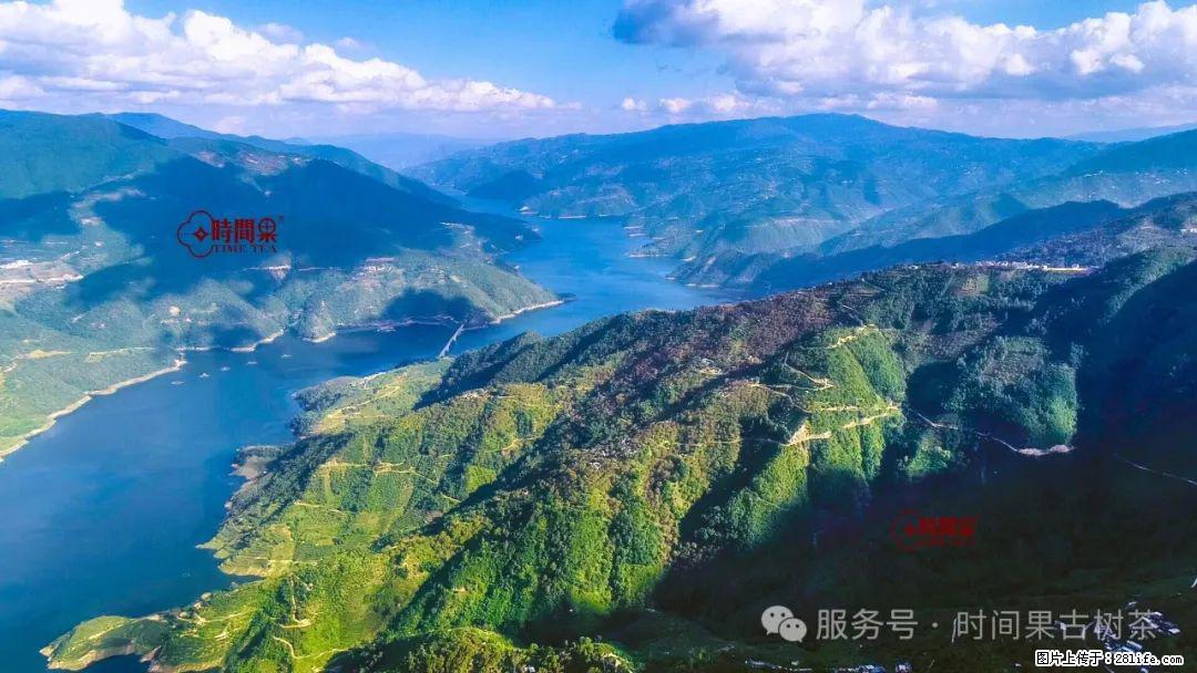 时间果百年古树龙珠普洱生茶 - 购物交流 - 双鸭山生活社区 - 双鸭山28生活网 sys.28life.com