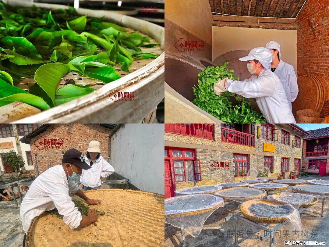 时间果百年古树龙珠普洱生茶 - 购物交流 - 双鸭山生活社区 - 双鸭山28生活网 sys.28life.com