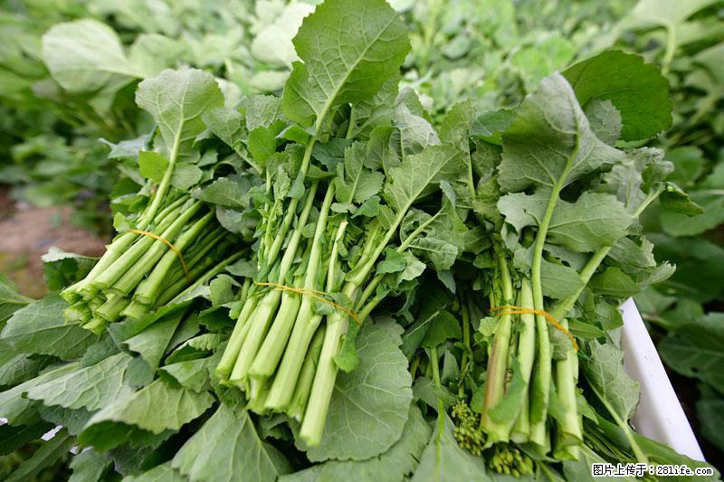 这些蔬菜是“天然钙片”，这6种被医生重点推荐 - 双鸭山生活资讯 - 双鸭山28生活网 sys.28life.com